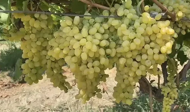 Alaşehir'de çiftçilere son uyarı
