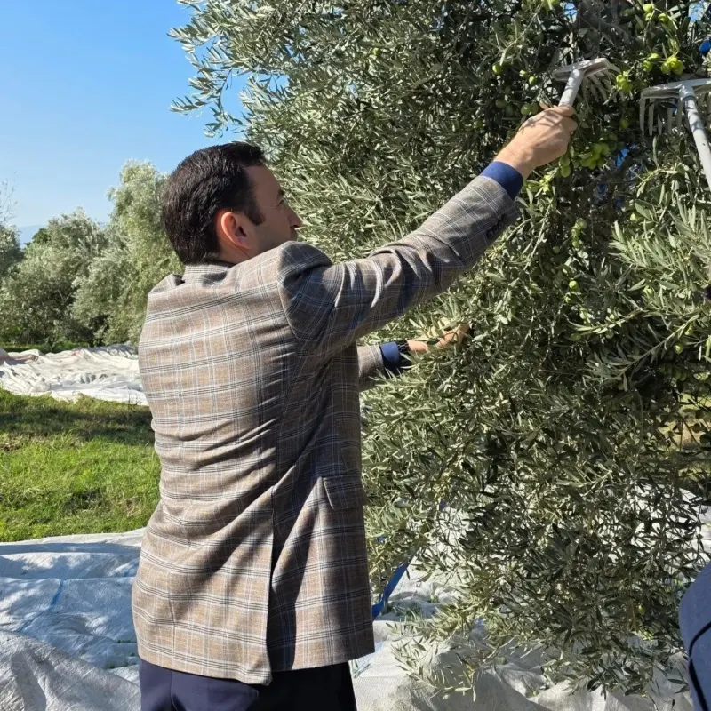 Aydın Kuyucak İlçesinde Zeytin Hasat Sezonu Sürüyor