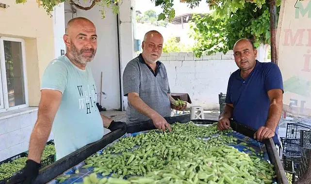 Aydın'ın bamyası Türkiye'nin dört bir yanına gönderiliyor