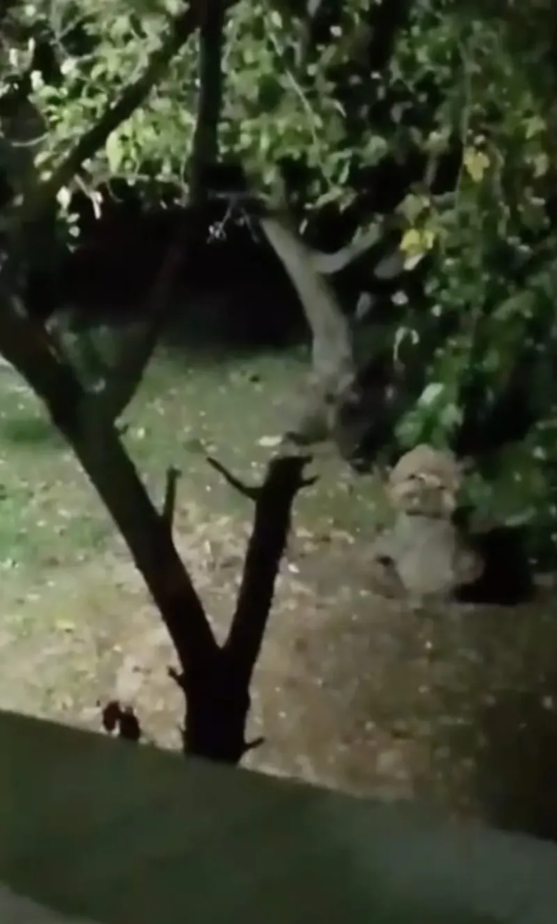 Sakarya’da Bahçeye Giren Ayı Elma Ziyafeti Çekti