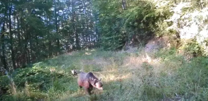Sakarya Ormanlarında Fotokapanlara Takılan Yaban Hayatı Görüntüleri İlgi Çekti