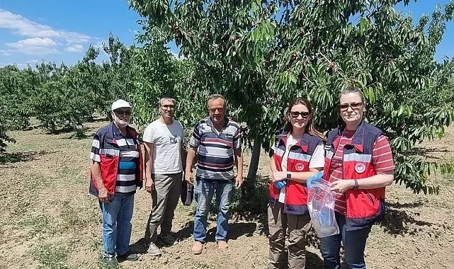 Kütahya'da kirazda hasat öncesi pestisit denetimleri başladı