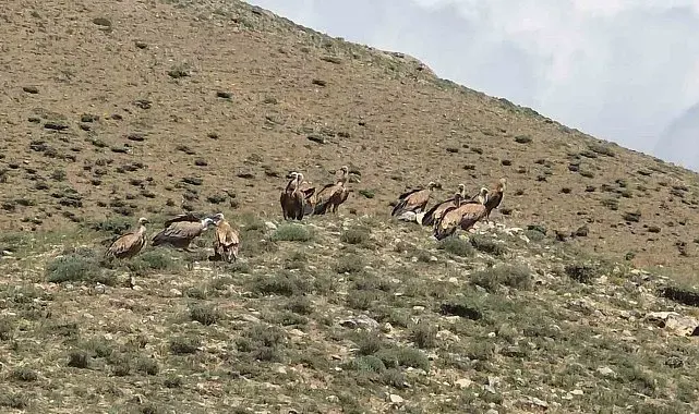 Van'da sürü halinde görülen kızıl akbabalar doğaseverleri heyecanlandırdı