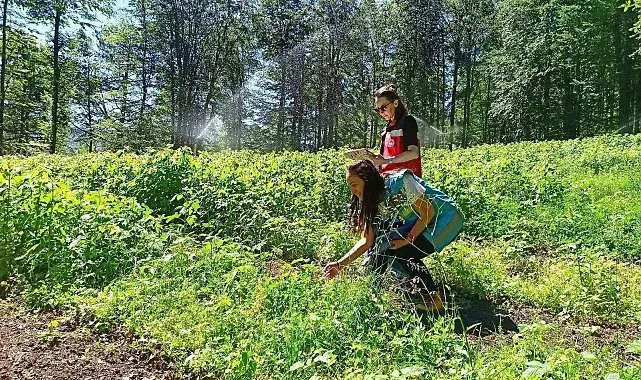 Domaniç'te ahududu üretim alanlarında saha kontrolleri yapıldı
