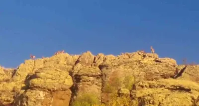 Malatya Hekimhan'da Koruma Altındaki Yaban Keçileri Görüntülendi
