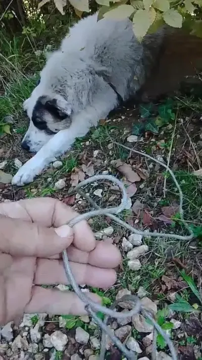 Bursa Ormanlarında Tuzağa Düşen Sokak Köpeği Ekipler Tarafından Kurtarıldı