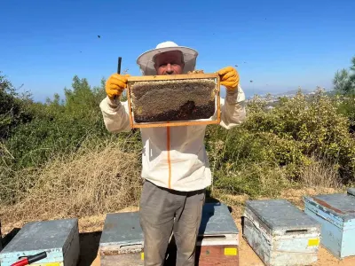 Kuşadası İlçesinde Çam Balı Sezonunun İlk Sağım Mesaisi Başladı