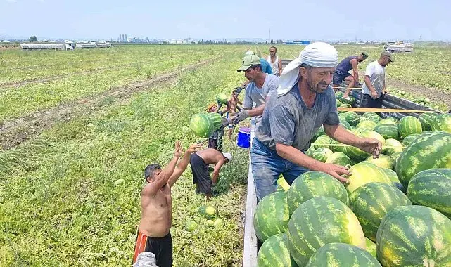 40 derece sıcakta karpuz işçilerinin ekmek mücadelesi