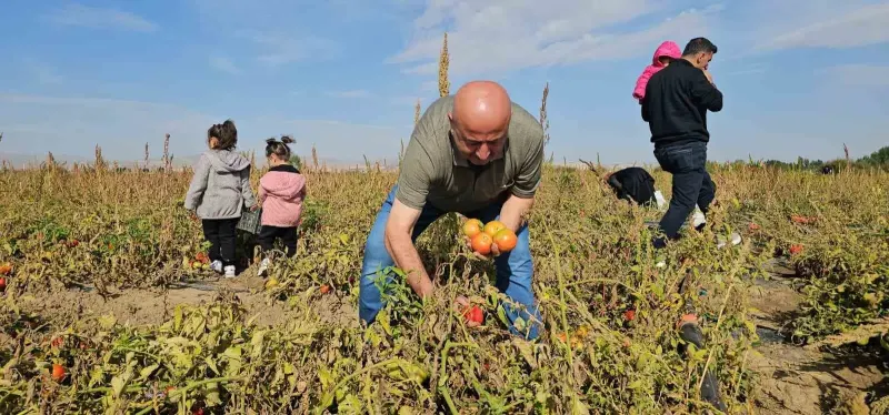 Muş Hasköy'de Vatandaşlar Sebzelerini Dalından Topluyor