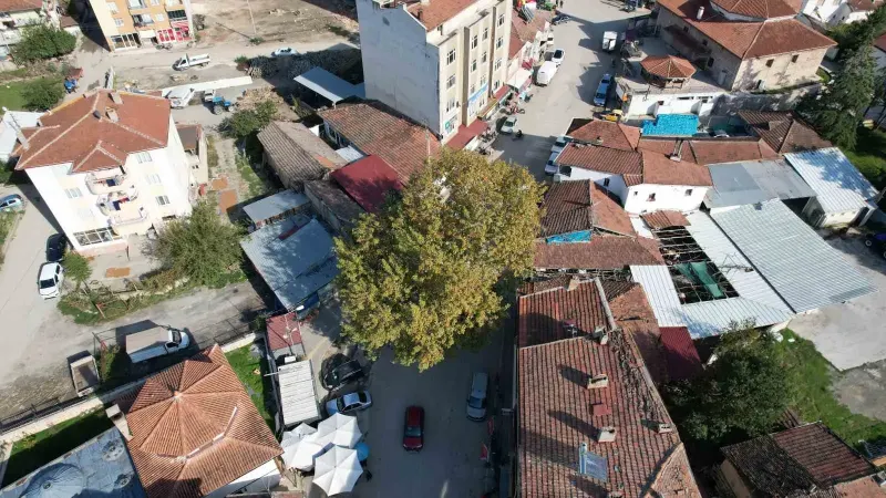 Tokat Pazar İlçesinde Yol Ortasındaki 142 Yıllık Çınar İlgi Odağı Oldu