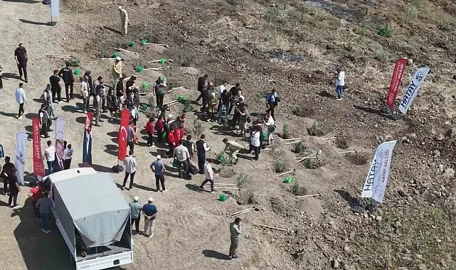 Orman yangınından zarar gören alana fidan ekildi