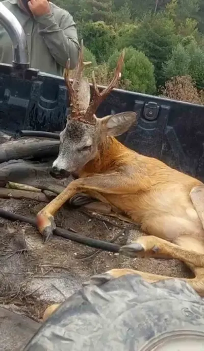 Bolu'da Yol Kenarındaki Yaralı Ceylan İçin Duyarlı Vatandaş Seferber Oldu