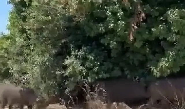 Aç kalan domuz sürüsü şehre indi