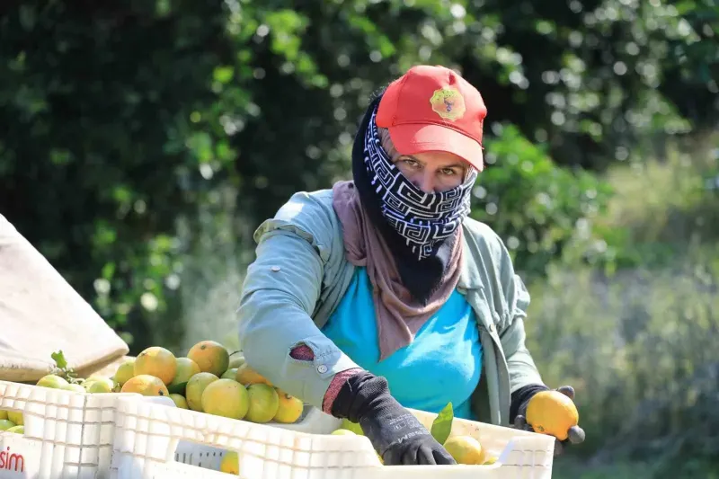 Adana'da Mandalina Hasadında İhracat Krizi: Fiyatlar 3 Liraya Düştü