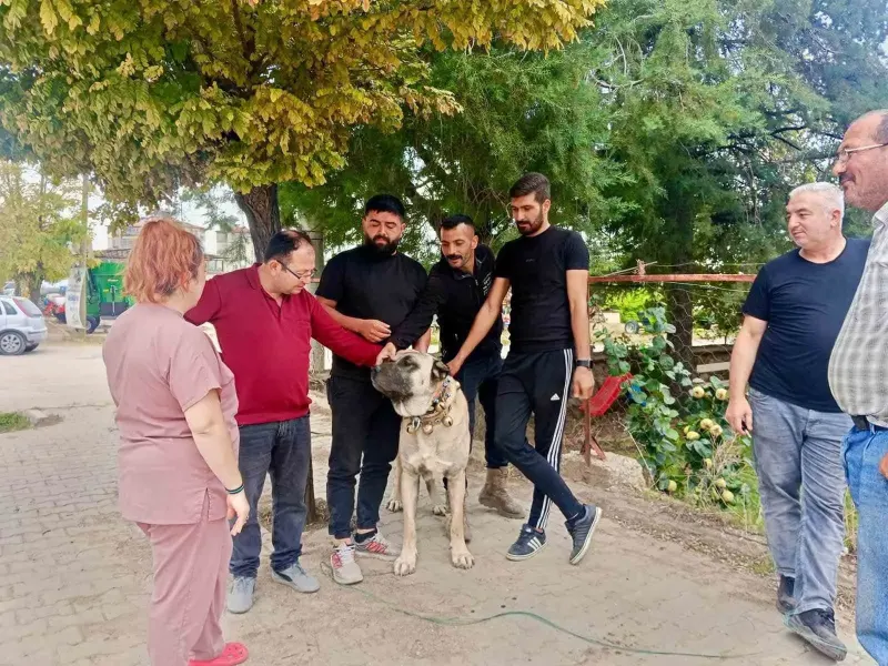 Afyonkarahisar Başmakçı İlçesinde Evcil Hayvanlara Kimliklendirme Çalışması