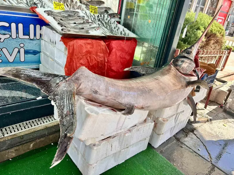 Ankara'da Vitrine Konulan 2,5 Metrelik Kılıç Balığı İlgi Odağı Oldu