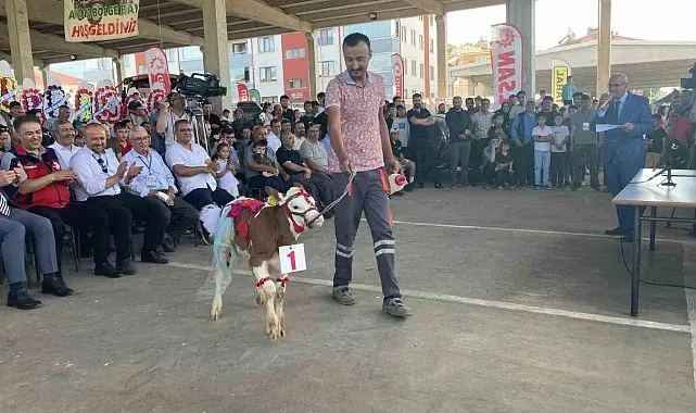Otuz buzağı arasından en güzeli seçildi
