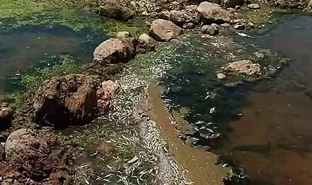 Araban Karasu Çayı'nda tedirgin eden toplu balık ölümleri