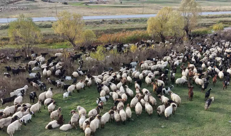 Van Yaylalarından Ayrılan Göçerler Siirt Yolunda