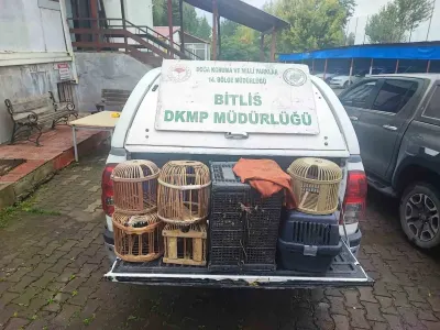 Bitlis'te Göçer Çadırlarında Bulunan Canlı Keklikler Doğaya Salındı