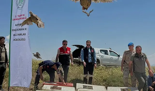 Sincik'te 200 keklik doğaya salındı