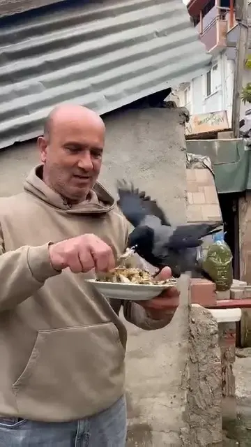 Uzun Yol Şoförünün Yaralı Olarak Kurtardığı Kargasıyla Dostluğu Yürekleri Isıttı