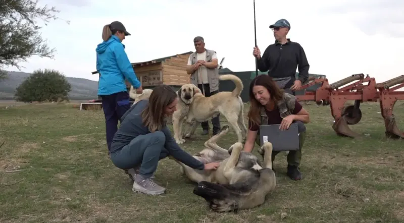 İtalyan Köpek Eğitmenlerinden Eskişehir'de Türk Çoban Köpekleri İncelemesi