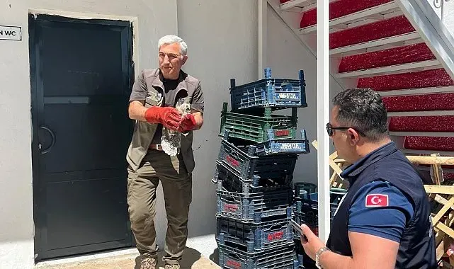 Battalgazi zabıtası, bulduğu yavru baykuşu koruma altına aldı