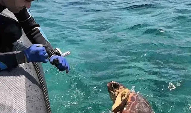 Ağa takılan deniz kaplumbağasını dernek görevlileri kurtardı