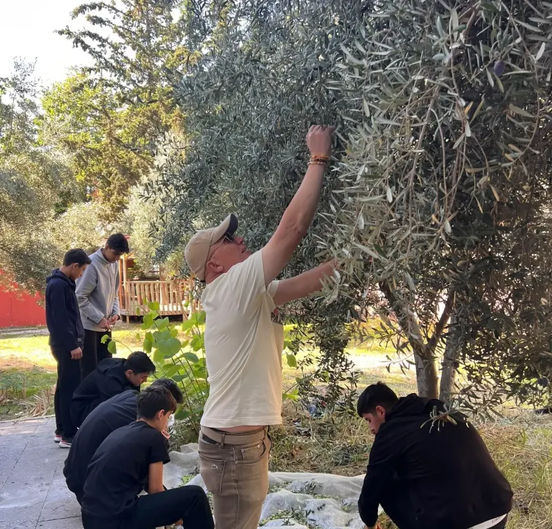 Mersin'de Liseli Öğrencilerden İhtiyaç Sahibi Arkadaşları İçin Zeytin Hasadı