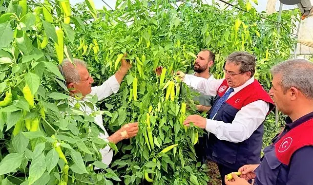 Mersin'de kapya biber üretimi yerinde incelendi