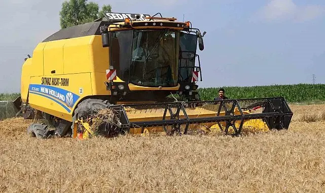 Arsuz'da buğday hasadı devam ediyor