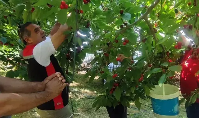 Aydın'da kiraz hasadı sürüyor