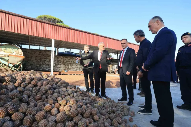 Muğla Valisi Akbıyık Yatağan Bölgesindeki Çam Fıstığı Üreticileriyle Buluştu