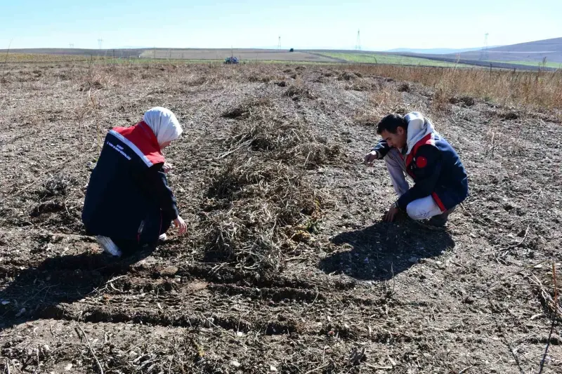 Bayburt'ta Fasulye Hasadı ve Patoz Süreci Yerinde Denetlendi