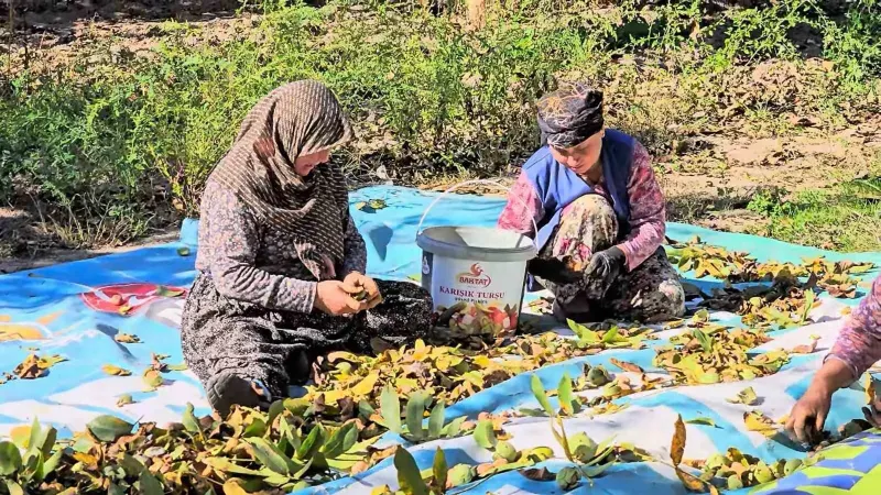 Sındırgı İlçesinde Ceviz Rekoltesi Üreticinin Yüzünü Güldürdü