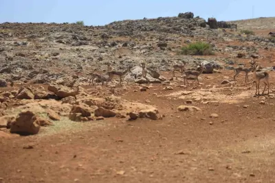 Hatay Dağ Ceylanlarının Yaşam Alanını Süren Kişiye Ağır Cezai İşlem