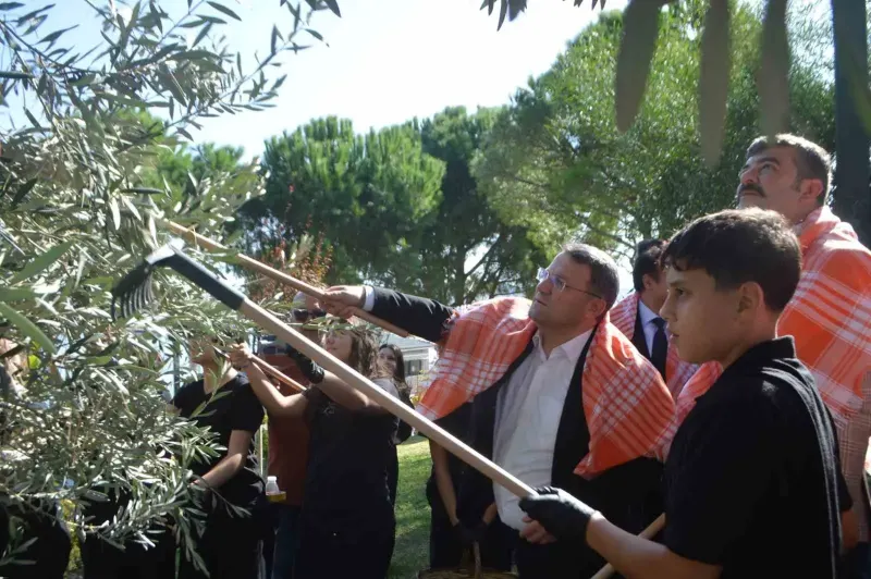 Ayvalık'ta Gençlerden Zeytin Hasadı Ve Geleneksel Üretim Festivali