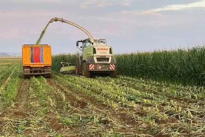 Araban Ovası'nda Silajlık Mısır Hasadında Dönüm Başına Yüksek Verim