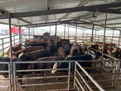 Tekirdağ'da Kurallara Aykırı Getirilen 50 Büyükbaş Hayvan Kesime Sevk Edilecek