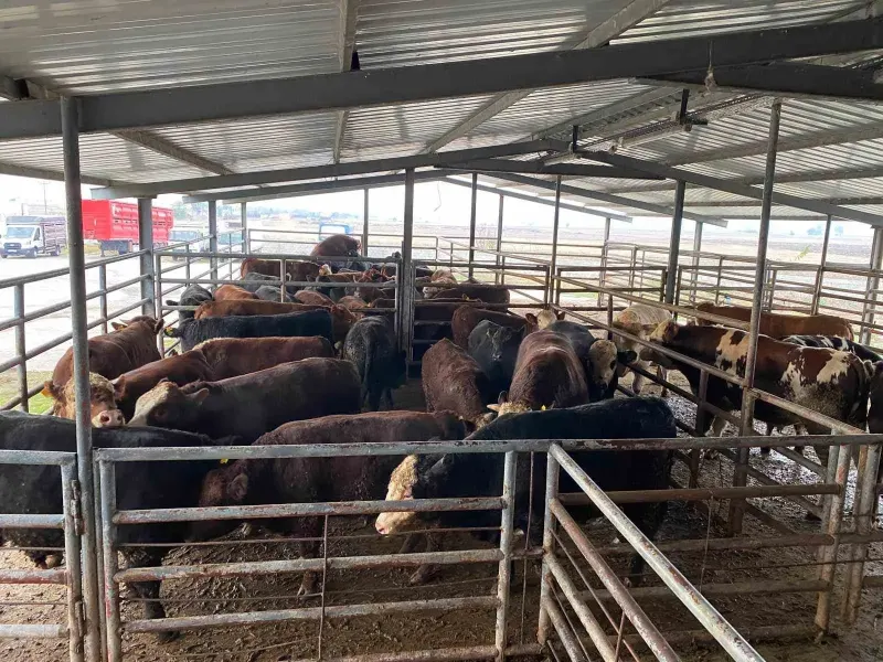 Tekirdağ'da Kurallara Aykırı Getirilen 50 Büyükbaş Hayvan Kesime Sevk Edilecek