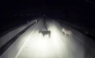 Adıyaman'da Karanlık Yolda Tır Eşeklere Çarptı