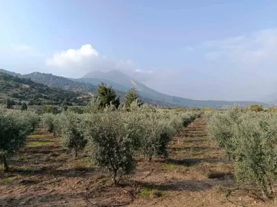 Eskişehir Sarıcakaya Bölgesinde Zeytin Üreticilerinin Yüzü Gülüyor