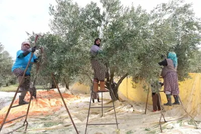 Aydın Bölgesinde Zeytin Hasat Sezonu Kadınların Emeğiyle Başladı