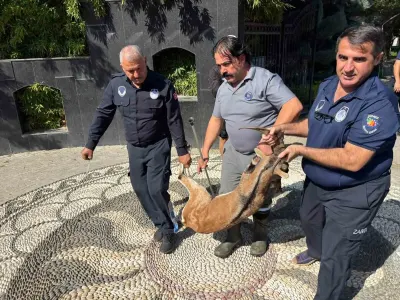 Kemer'de Yaralı Bulunan Dağ Keçisi Tedavi Altına Alındı