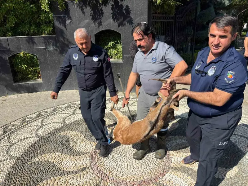 Kemer'de Yaralı Bulunan Dağ Keçisi Tedavi Altına Alındı