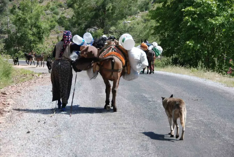 Toroslar’da Yörüklerin Asırlık Sahile Dönüş Göçü Başladı