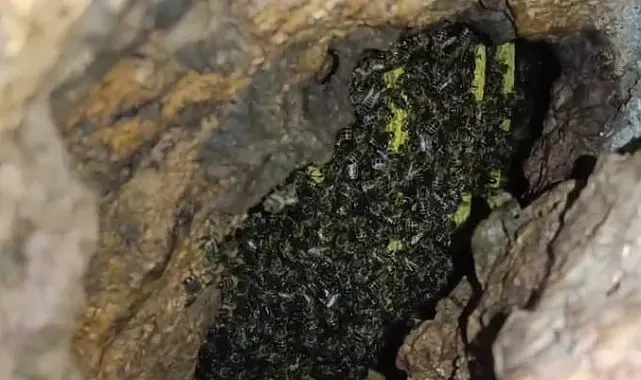 Mağarada binlerce arının bal mesaisi kamerada