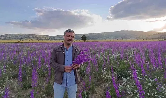 Tarlalar mora boyandı, çiçekler resim tablosunu andırdı