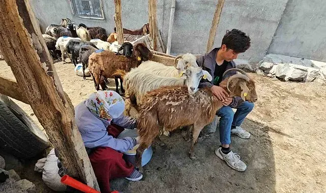 Adilcevaz'da yaylacıların yaz mesaisi devam ediyor